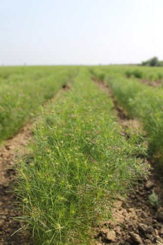 cumin plants