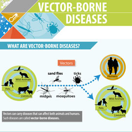 examples of vector borne transmission
