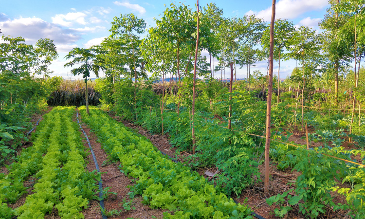 how-can-agroforestry-help-support-the-climate-agenda