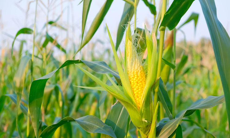 New Corn 'architecture' Could Improve Production Of Biofuel - New Food