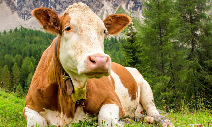 Are certain cows predisposed to subacute ruminal acidosis? - New Food ...