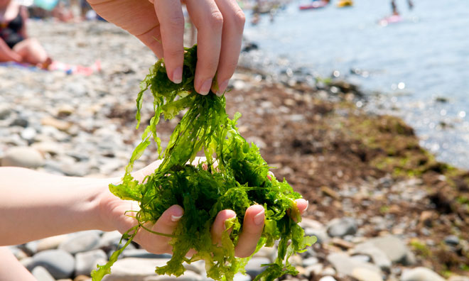 edible seaweed