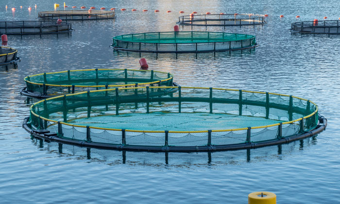 Fish Farming How to make the fish farming industry more climate friendly New Food