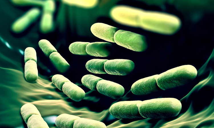 Scientists announce new names for popular probiotic bacteria