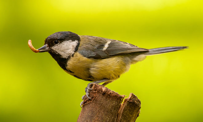 rspb-announces-that-farming-causing-extinction-in-state-of-nature-report